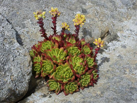LiveForever (Dudleya Farinosa), Salt Point State Park