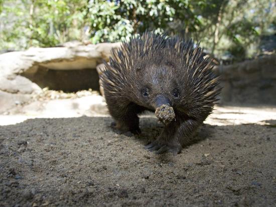  The Short  Beaked  Echidna  Tachyglossus Aculeatus Is One 