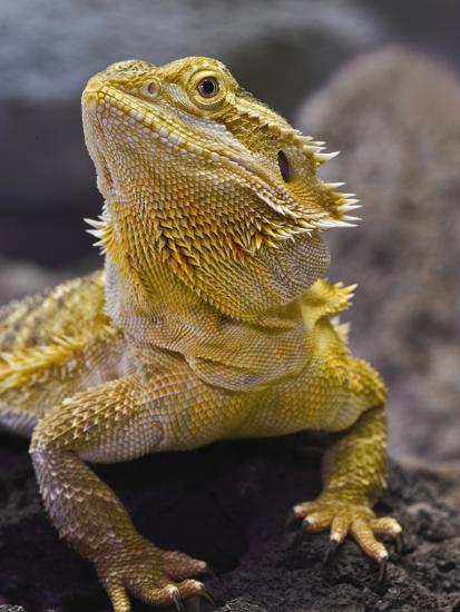 Afficher l’image source