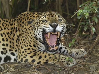 'Jaguar with Open Mouth, Showing its Sharp Teeth (Panthera Onca