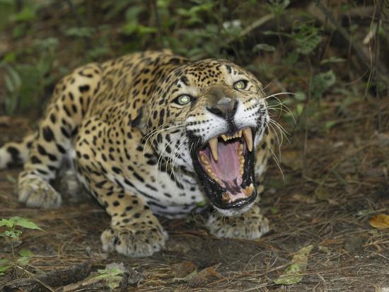 'A Crouched and Aggressive Jaguar with Open Mouth, Showing its Sharp