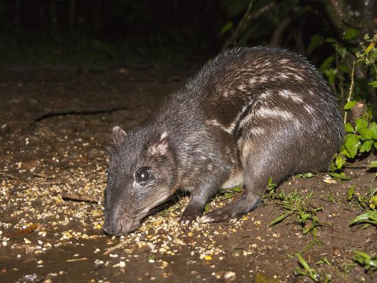 Download 'Lowland Paca (Cuniculus Paca) Feeding at Night, Costa Rica' Photographic Print - Joe McDonald ...
