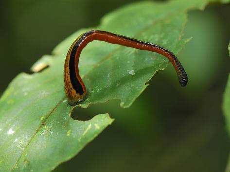 tiger leech tiger leech
