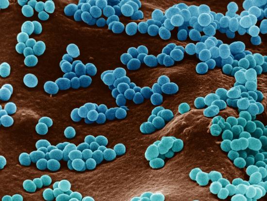 'Micrococcus Bacteria on Agar Micrococcus Is Gram-Positive, Aerobic
