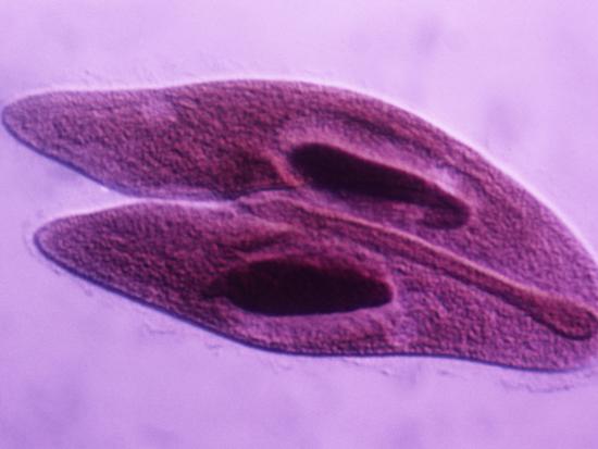 how do paramecium reproduce