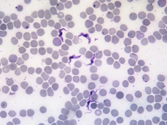 trypanosoma evansi