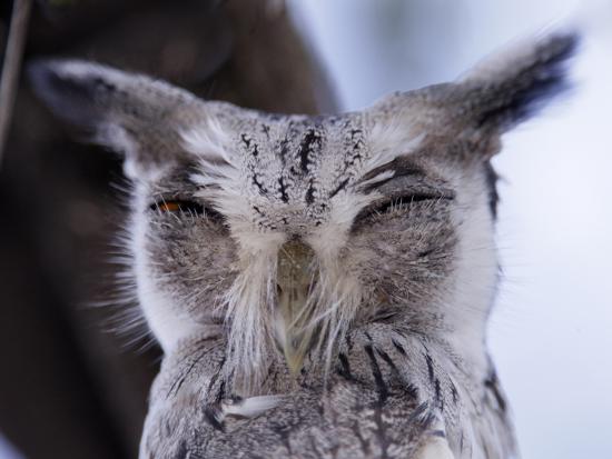 white faced scops owl head otus leucotis lake baringo kenya