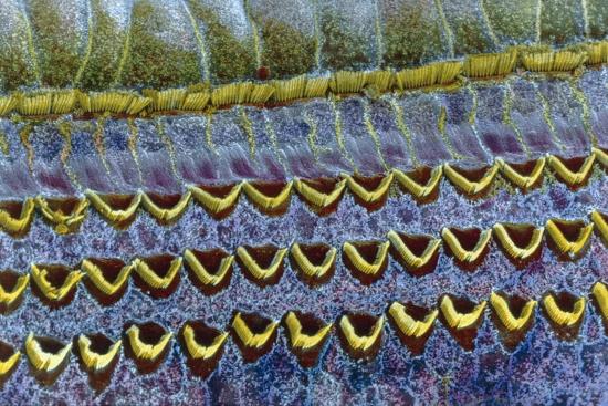 Hair Cells Under Microscope - Micropedia