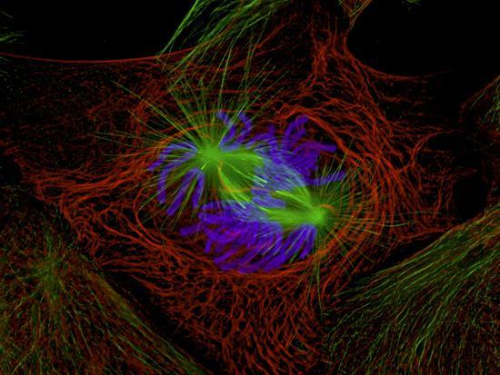 fluorescent micrograph of an amphibian cell during prometaphase