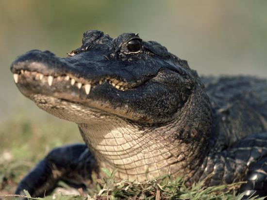 Smart image with regard to alligator printable Candid image within alligator printable