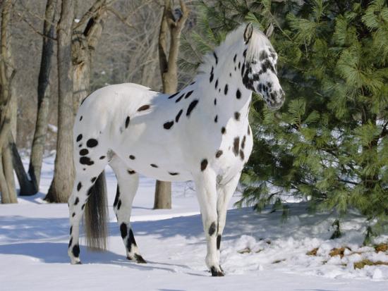 appaloosa horse in snow illinois usa photographic print by lynn m