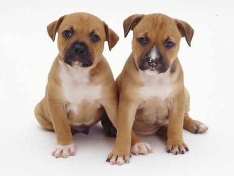 two staffordshire bull terriers