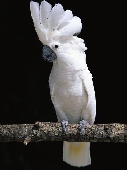 white or umbrella cockatoo photographic print by lynn m stone at