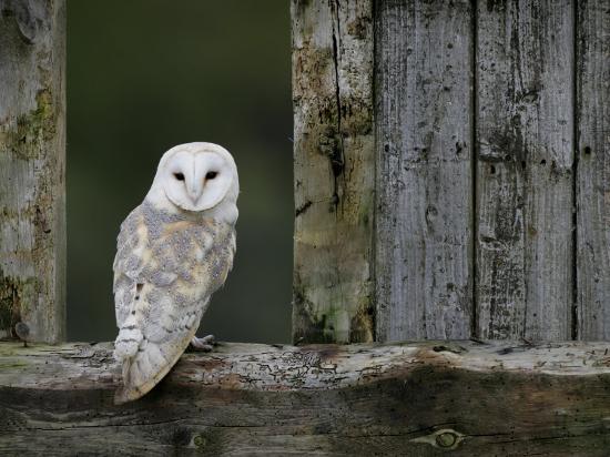 Barn Owl In Old Farm Building Window Scotland Uk Cairngorms