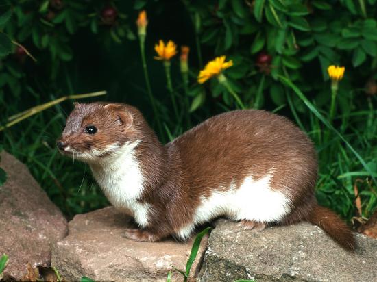 Download 'Weasel (Mustela Nivalis) Europe' Photographic Print - Reinhard | AllPosters.com