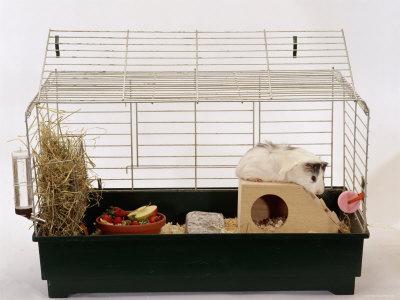 'Abyssinian Guinea Pig in Cage' Photographic Print  