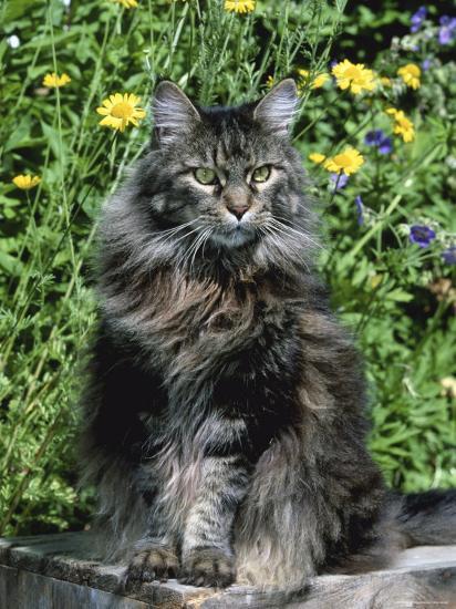 Domestic Cat, Maine Coon Breed, Maine, USA Photographic ...
