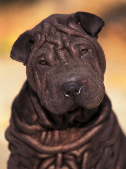 Black Shar Pei Puppy Portrait Showing Wrinkles Face And Chest Photographic Print Adriano Bacchella Allposters Com