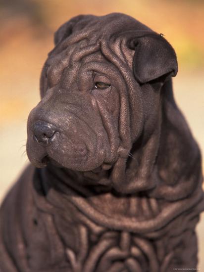 Black Shar Pei Puppy Portrait Showing Wrinkles On The Face And Chest Photographic Print Adriano Bacchella Allposters Com