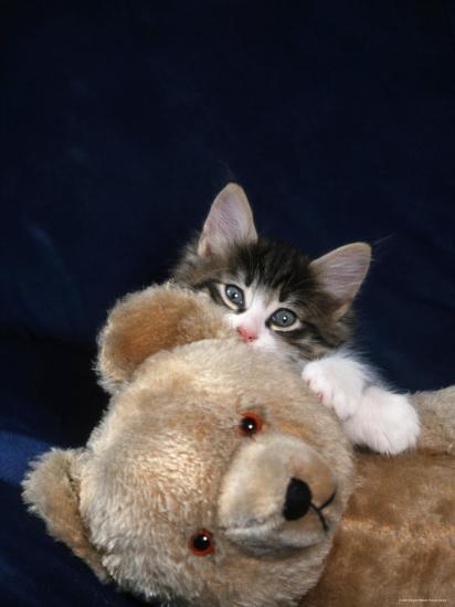 norwegian forest kitten with