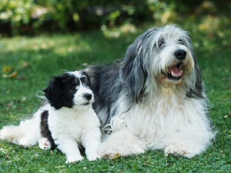polish sheepdog puppies