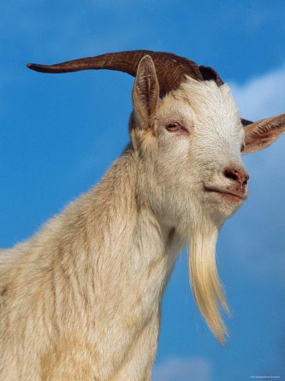 'Domestic Goat Head Portrait, Europe' Photographic Print - Reinhard