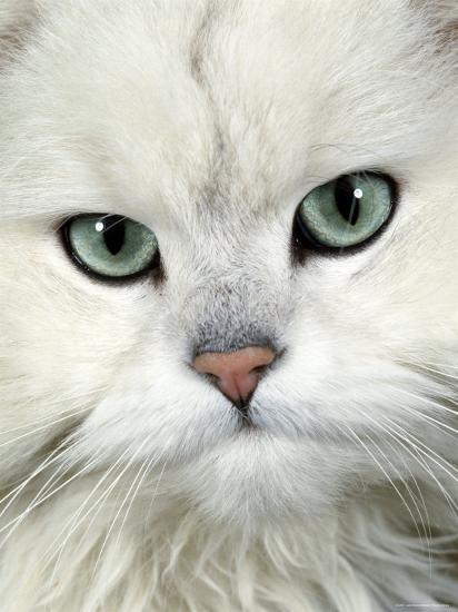 Persian Long Haired Portrait Of A Chinchilla Male Domestic Cat