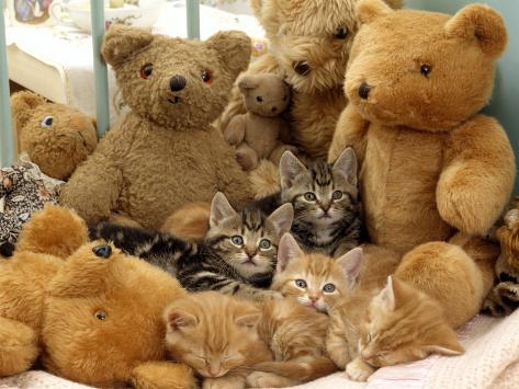 kitten teddy bear