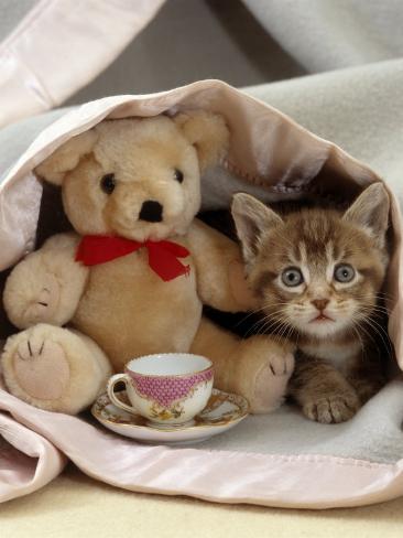 cat with teddy bear
