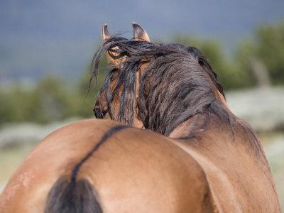 horse rear pryor wild dun stallion montana mountains usa carol walker