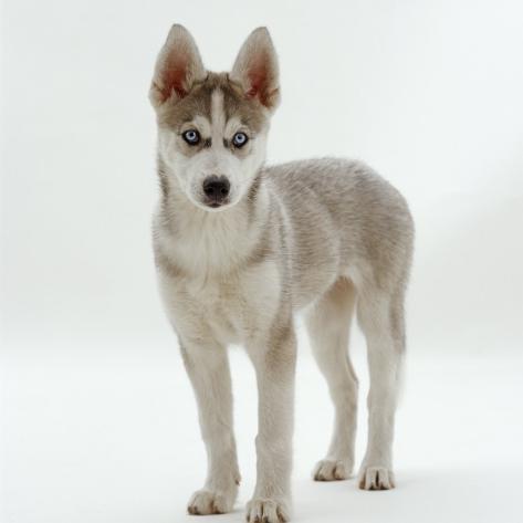 9 week old husky puppy