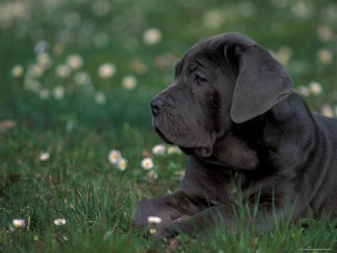 mastiff black