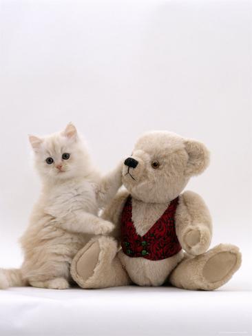 teddy bear cat