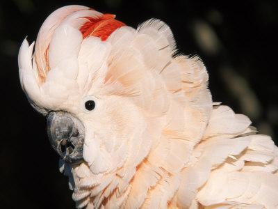 'Salmon Crested Cockatoo (Moluccan Cockatoo)' Photographic ...