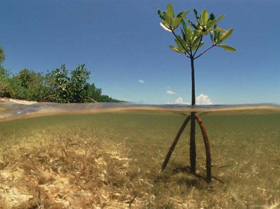 Young Mangrove Tree Sapling Split Level Shot Caribbean