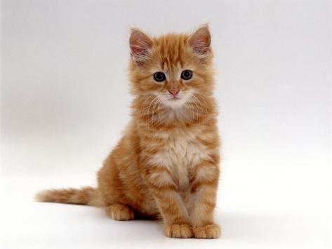 Domestic Cat, 8-Weeks, Fluffy Ginger 