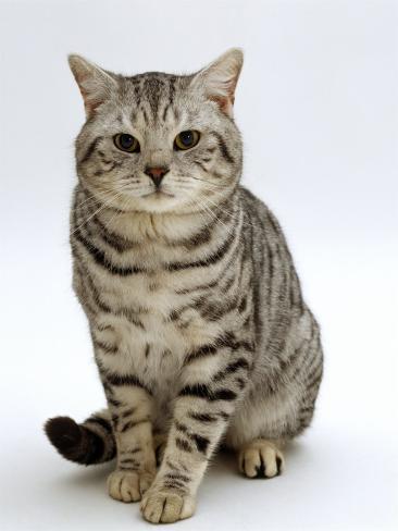 black silver classic tabby british shorthair