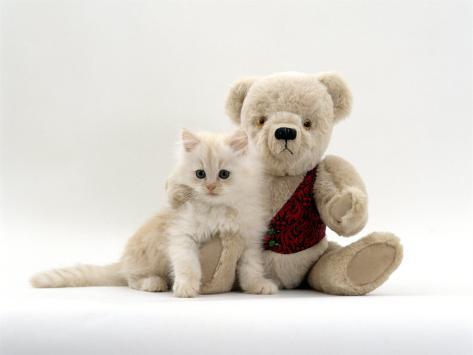 fluffy cat teddy