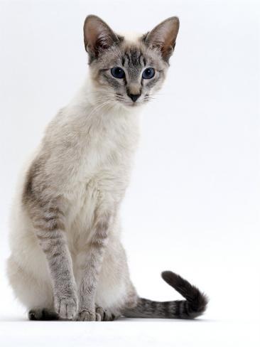silver siamese tabby silver siamese tabby