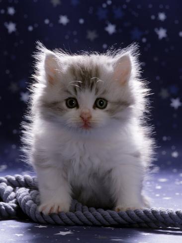 white fluffy kitten