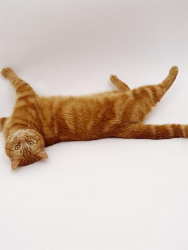 british shorthair red tabby