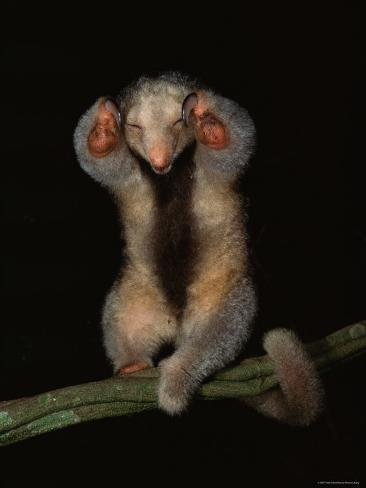 Holy Silky Ant Eater PRINT