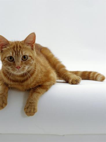 british shorthair red tabby kittens for sale british shorthair red tabby kittens for sale