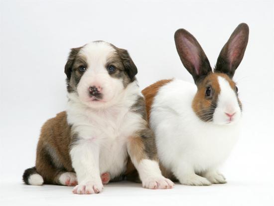 Sable And White Border Collie Pup With Fawn Dutch Rabbit