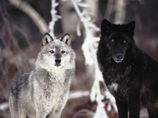 'Grey Wolves Showing Fur Colour Variation, (Canis Lupus)' Photographic