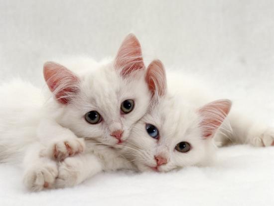 domestic cat two white persian cross kittens one odd eyed