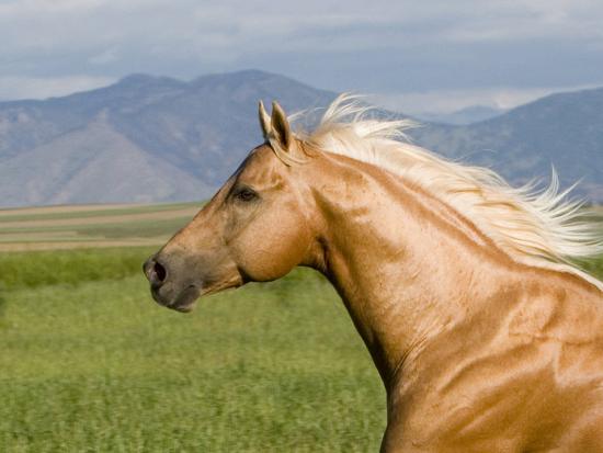 'Palomino Quarter Horse Stallion, Head Profile, Longmont, Colorado, USA