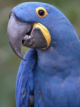 'Hyacinth Macaw, Iucn Red List of Endangered Species' Photographic