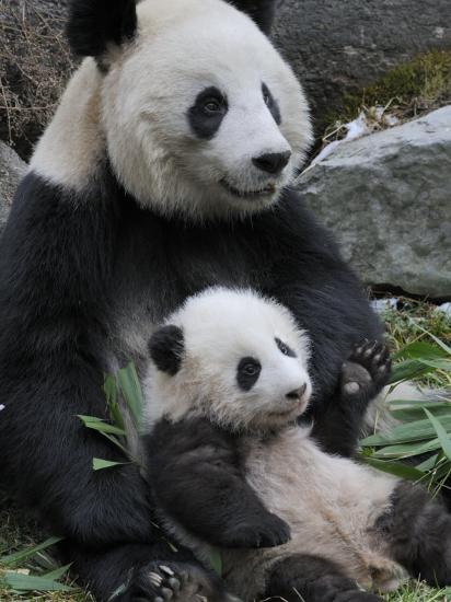 Panda Kostenlos Panda Kostenlos