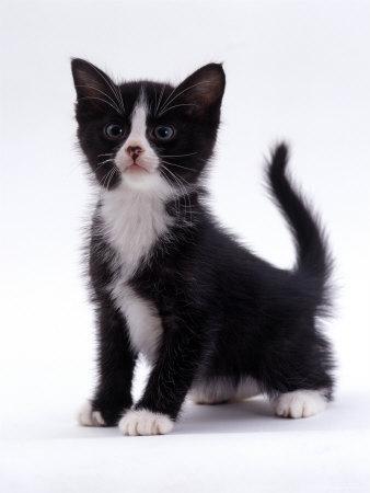 cat kitten kittens domestic week prophecy 1844 spirit posters unclean burton jane cats catsincare